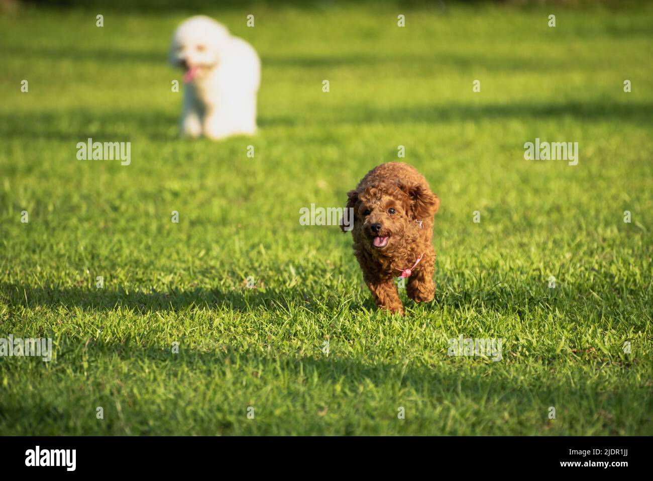 Puppy running in the grass Stock Photo