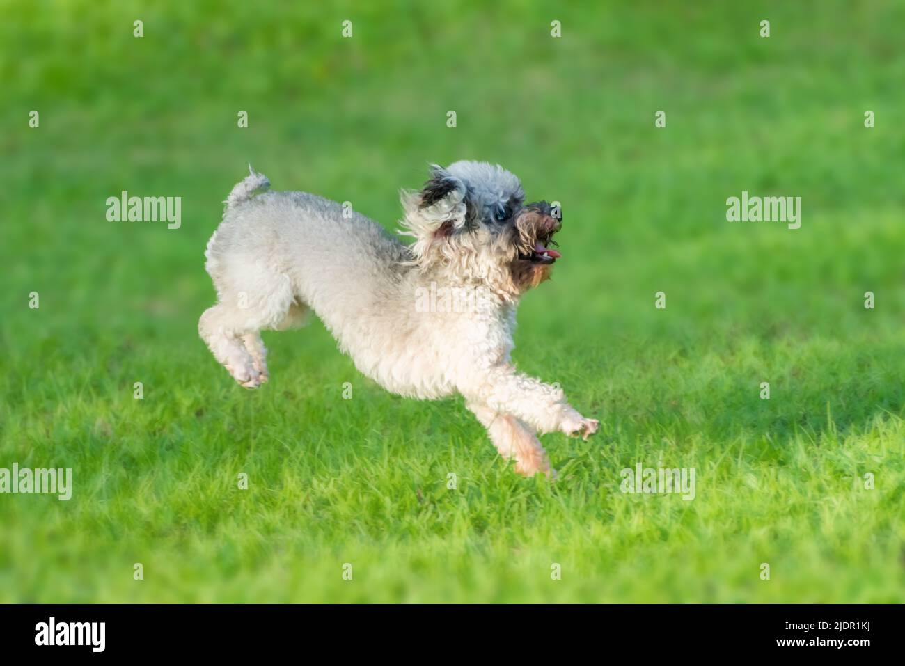 Cocker Spaniel Playing American cocker spaniel playing hi-res stock photography and images - Alamy
