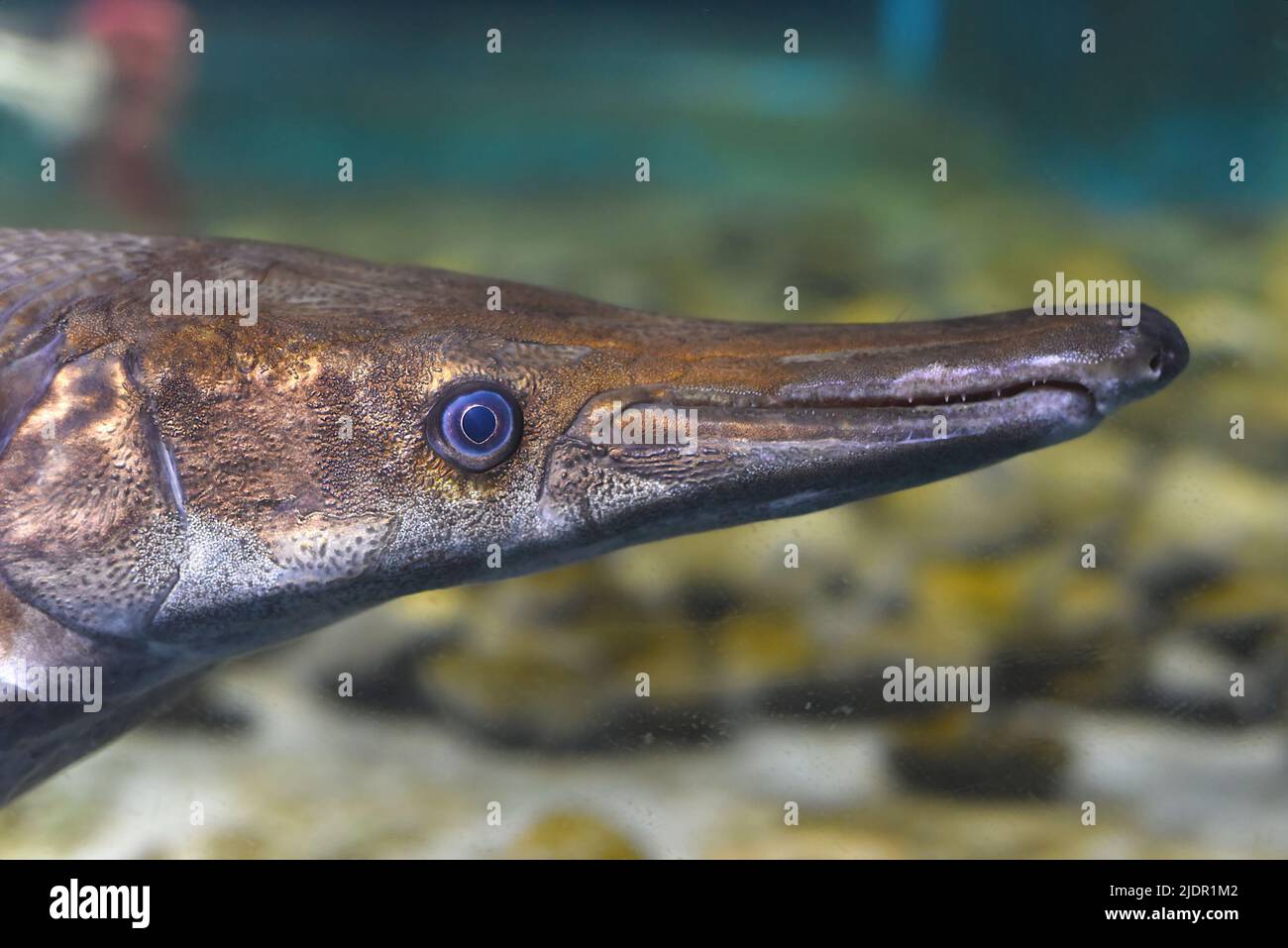 Alligator Gar fish swimming in an aquarium close-up Stock Photo