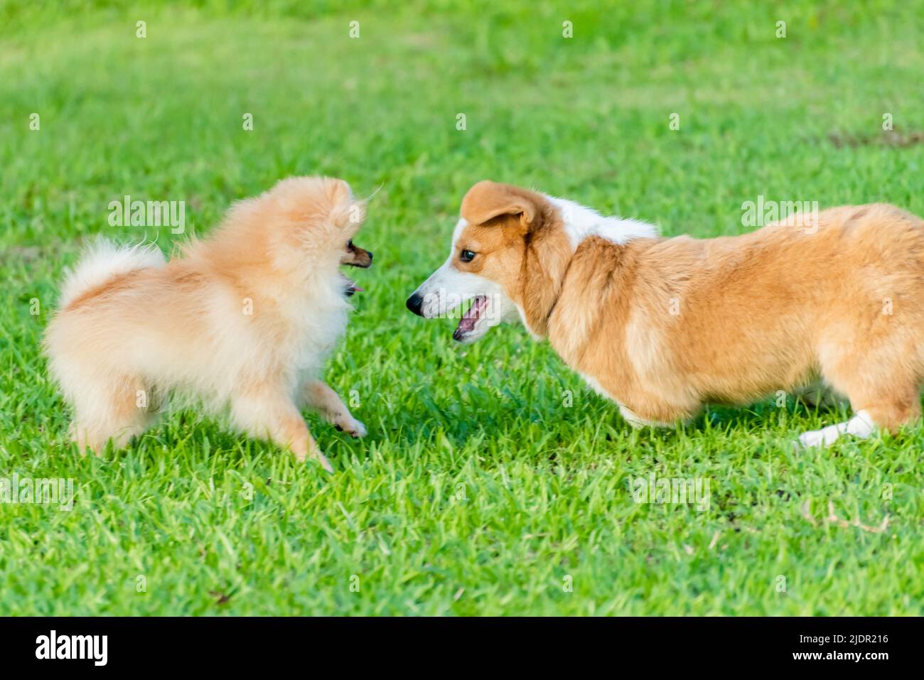 Two puppies on a grass Stock Photo - Alamy