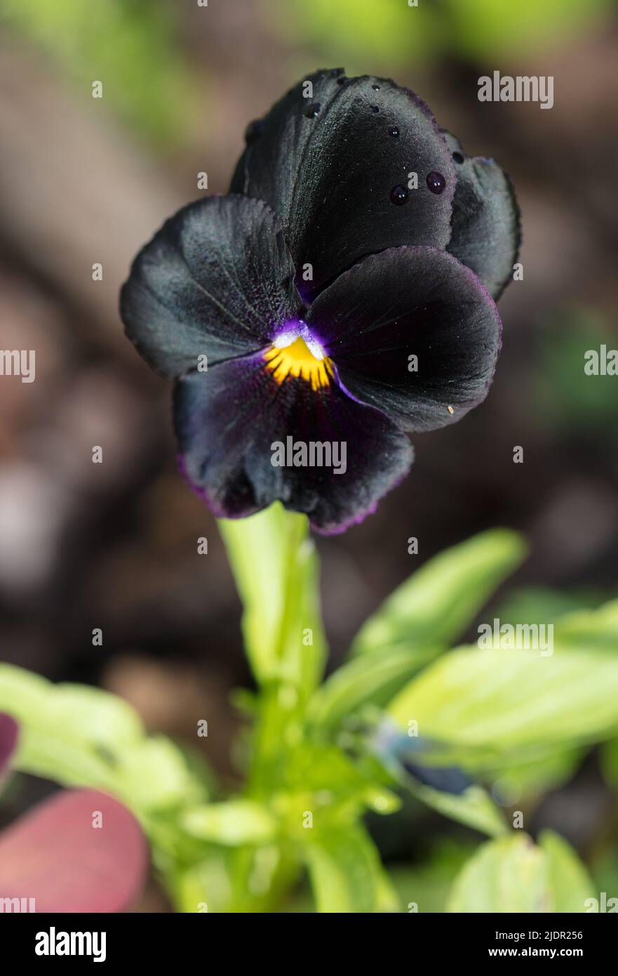 'Black Star' Garden pansy, Pensé (Viola × wittrockiana) Stock Photo