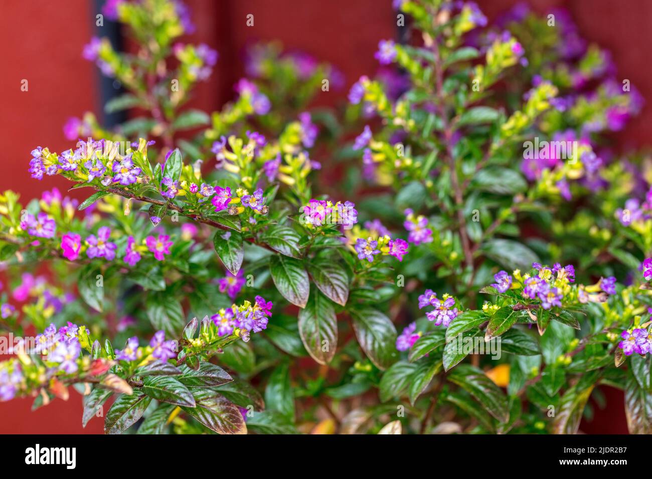 Mexican heather, Isopskufe (Cuphea hyssophifolia) Stock Photo