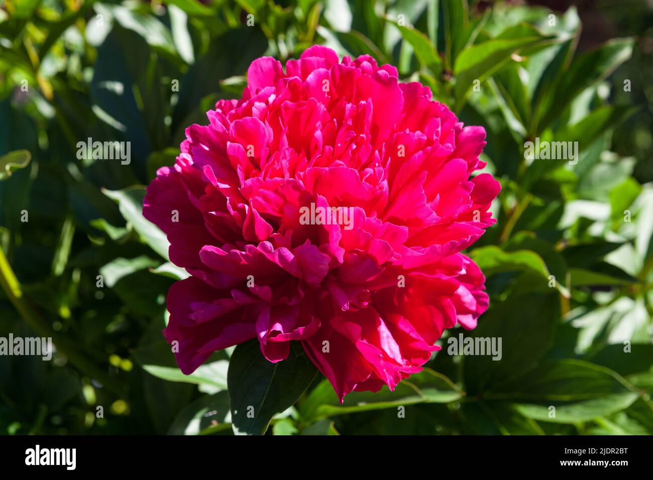 'Kansas' Common garden peony, Luktpion (Paeonia lactiflora Stock Photo ...