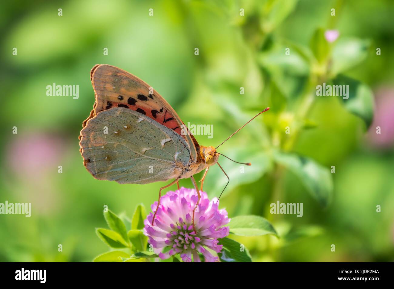 The dark green fritillary butterfly collects nectar on flower. Speyeria aglaja, previously known as Argynnis aglaja is a species of butterfly in the f Stock Photo