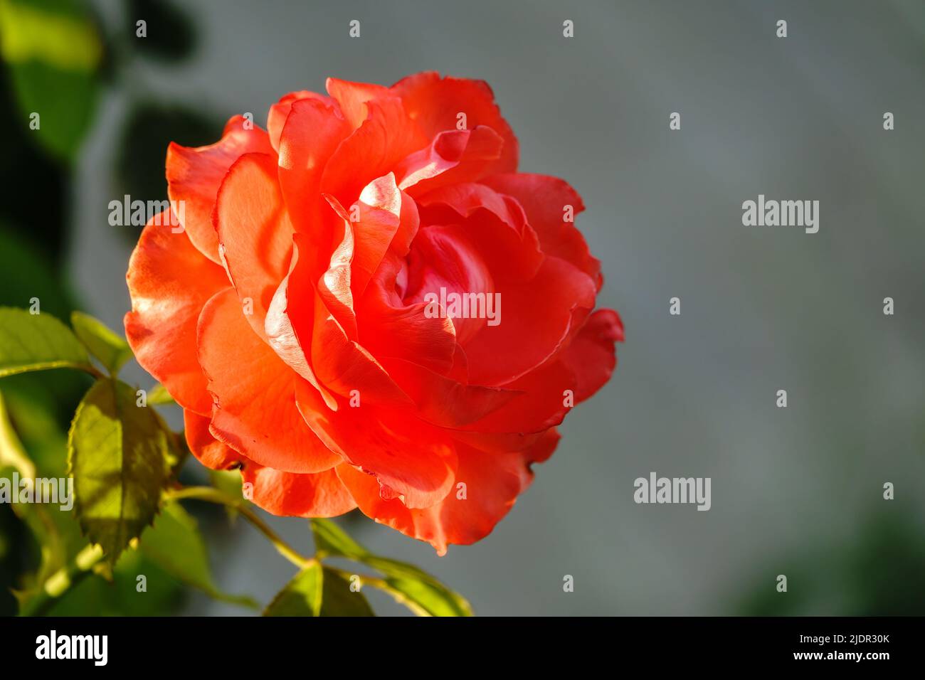Beautiful red rose flower on a green blurred background. Red rose ...