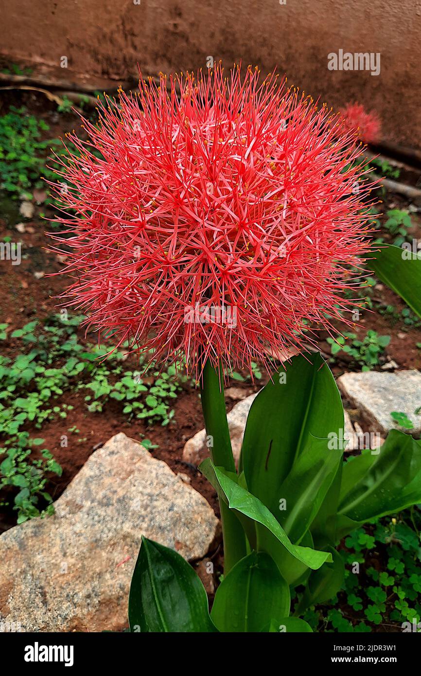 Scadoscus multiflorus known as blood lily in India grown as ornamental plant for its brilliantly coloured flowers Stock Photo