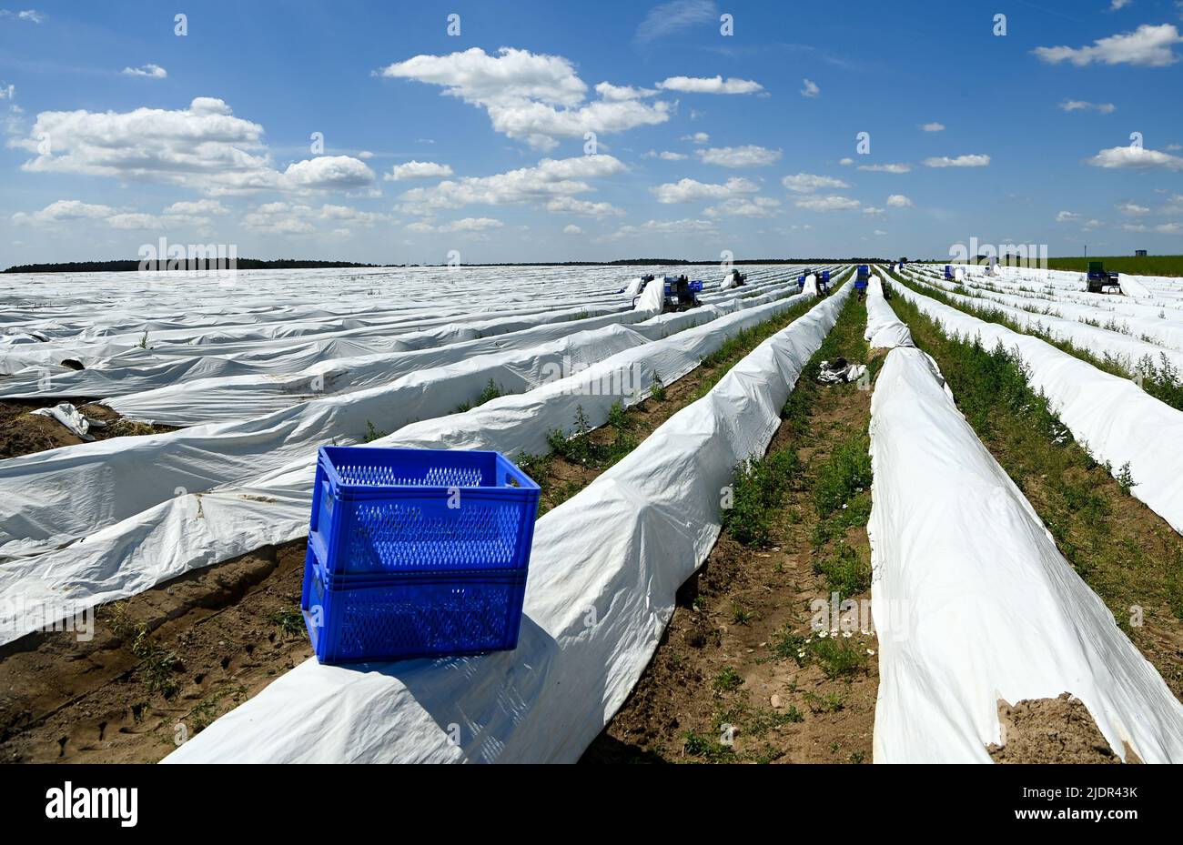 Beelitz, Germany. 21st June, 2022. On an asparagus field at Jakob's