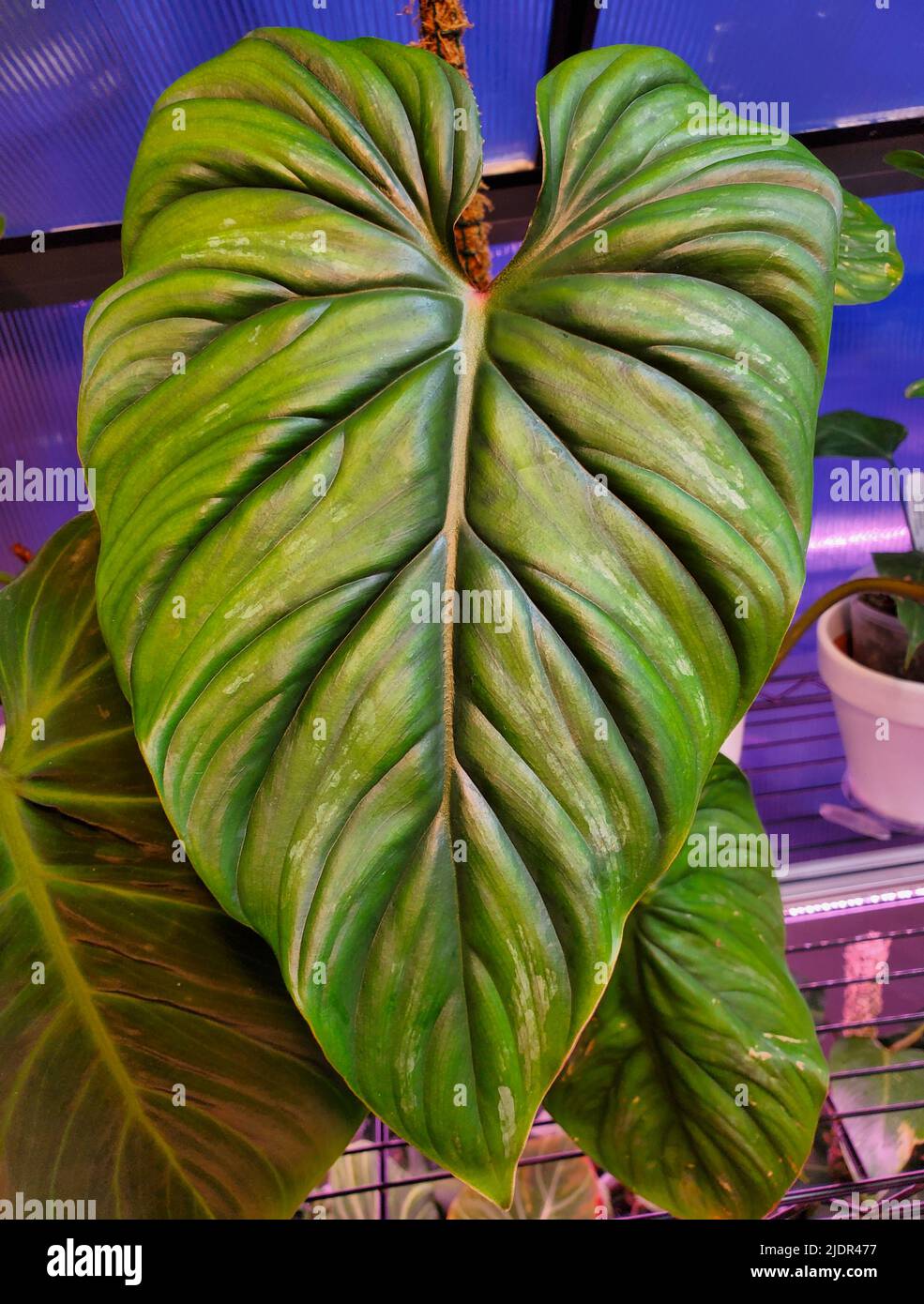 Philodendron plowmanii hi-res stock photography and images - Alamy
