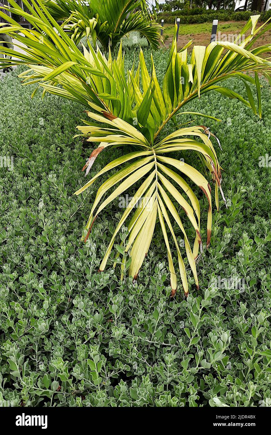 View of Pinanga tashiroi family of small palm tree in garden Stock Photo