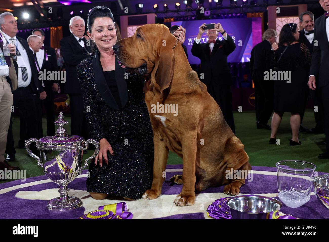 Trumpet, a Bloodhound, and his handler Heather Helmer pose after winning 'Best in Show' at the 146th Westminster Kennel Club Dog Show at the Lyndhurst Estate in Tarrytown, New York, U.S., June 22, 2022. REUTERS/Mike Segar Stock Photo