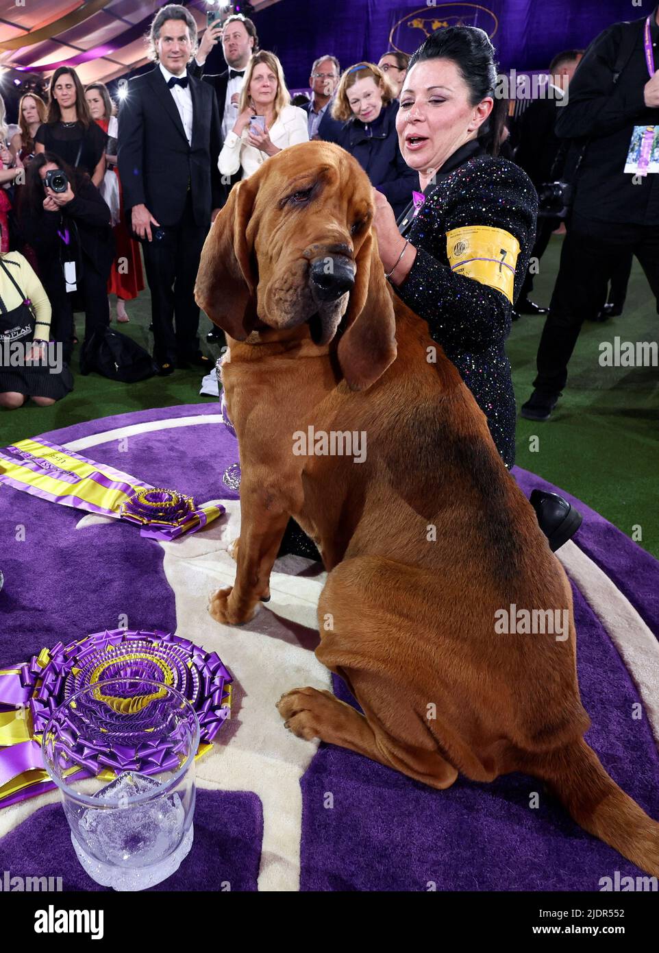 Trumpet, a Bloodhound, with his Heather Helmer after winning 'Best in Show' at the 146th Westminster Kennel Club Dog Show at the Lyndhurst Estate in Tarrytown, New York, U.S., June 22, 2022. REUTERS/Mike Segar Stock Photo