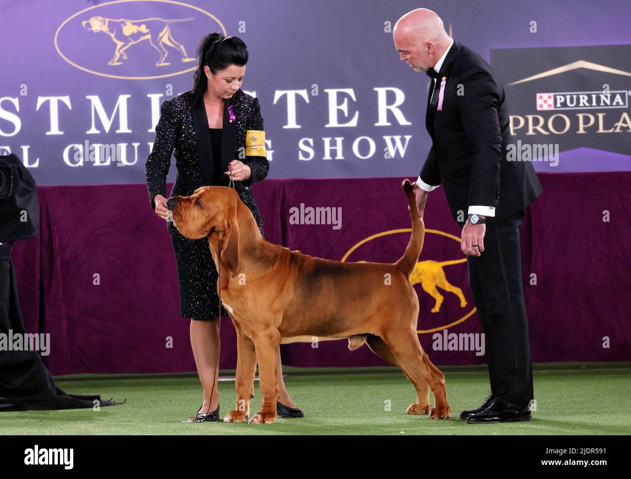 Trumpet, a Bloodhound, stands with his handler Heather Helmer as judge Donald Sturz looks him over, before winning 'Best in Show' at the 146th Westminster Kennel Club Dog Show at the Lyndhurst Estate in Tarrytown, New York, U.S., June 22, 2022. REUTERS/Mike Segar Stock Photo