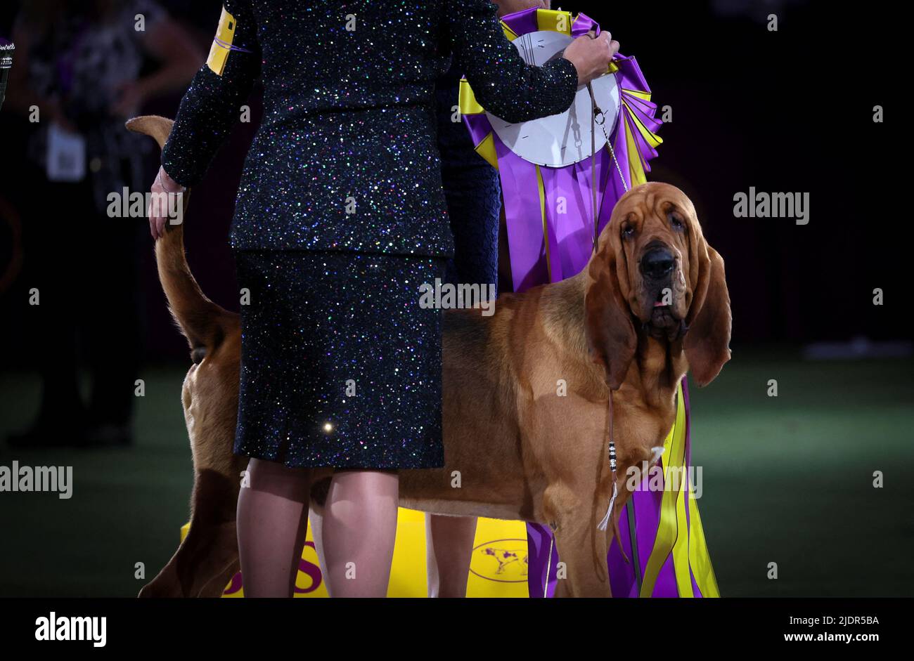 Trumpet, a Bloodhound, stands with his handler Heather Helmer after winning 'Best in Show' at the 146th Westminster Kennel Club Dog Show at the Lyndhurst Estate in Tarrytown, New York, U.S., June 22, 2022. REUTERS/Mike Segar Stock Photo