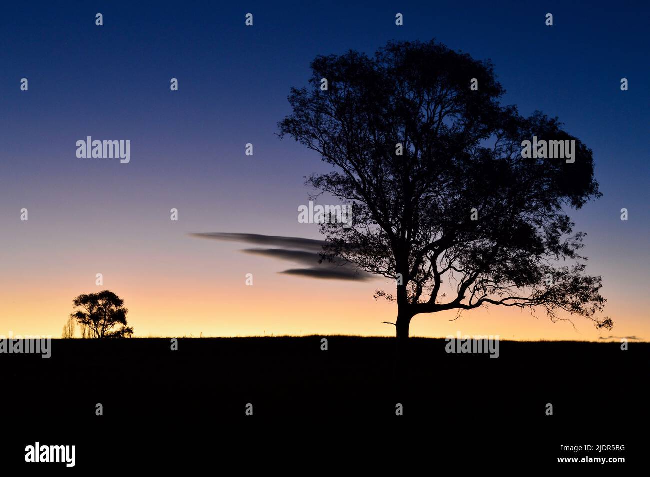 Trees in a field at sunset Stock Photo - Alamy