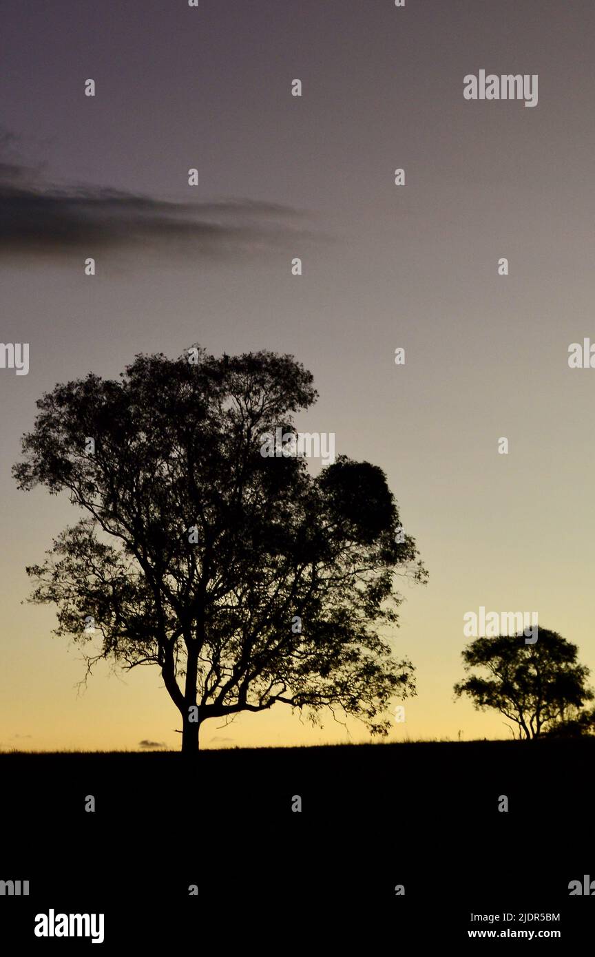 Trees in a field at sunset Stock Photo - Alamy