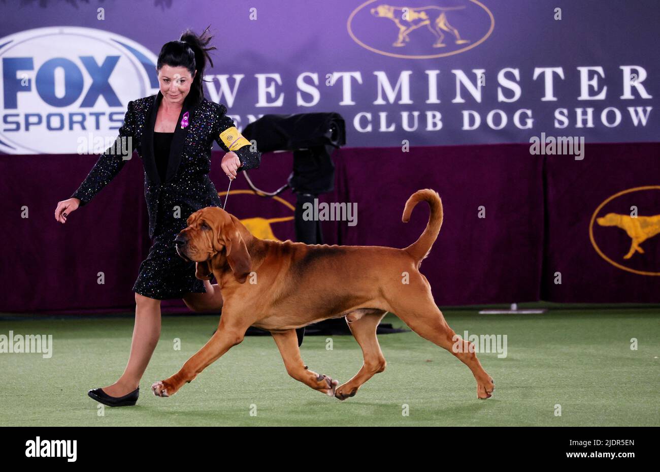 Trumpet, a Bloodhound, is run in the ring by handler Heather Helmer before winning 'Best in Show' at the 146th Westminster Kennel Club Dog Show at the Lyndhurst Estate in Tarrytown, New York, U.S., June 22, 2022. REUTERS/Mike Segar Stock Photo