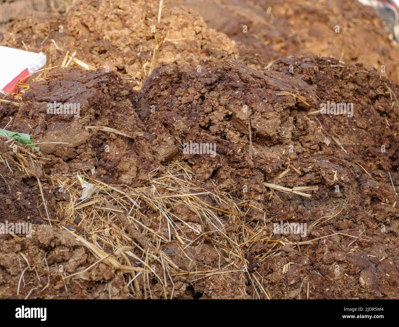 Cow dung gathered in indian village rural areas as bio fertilizer Stock Photo