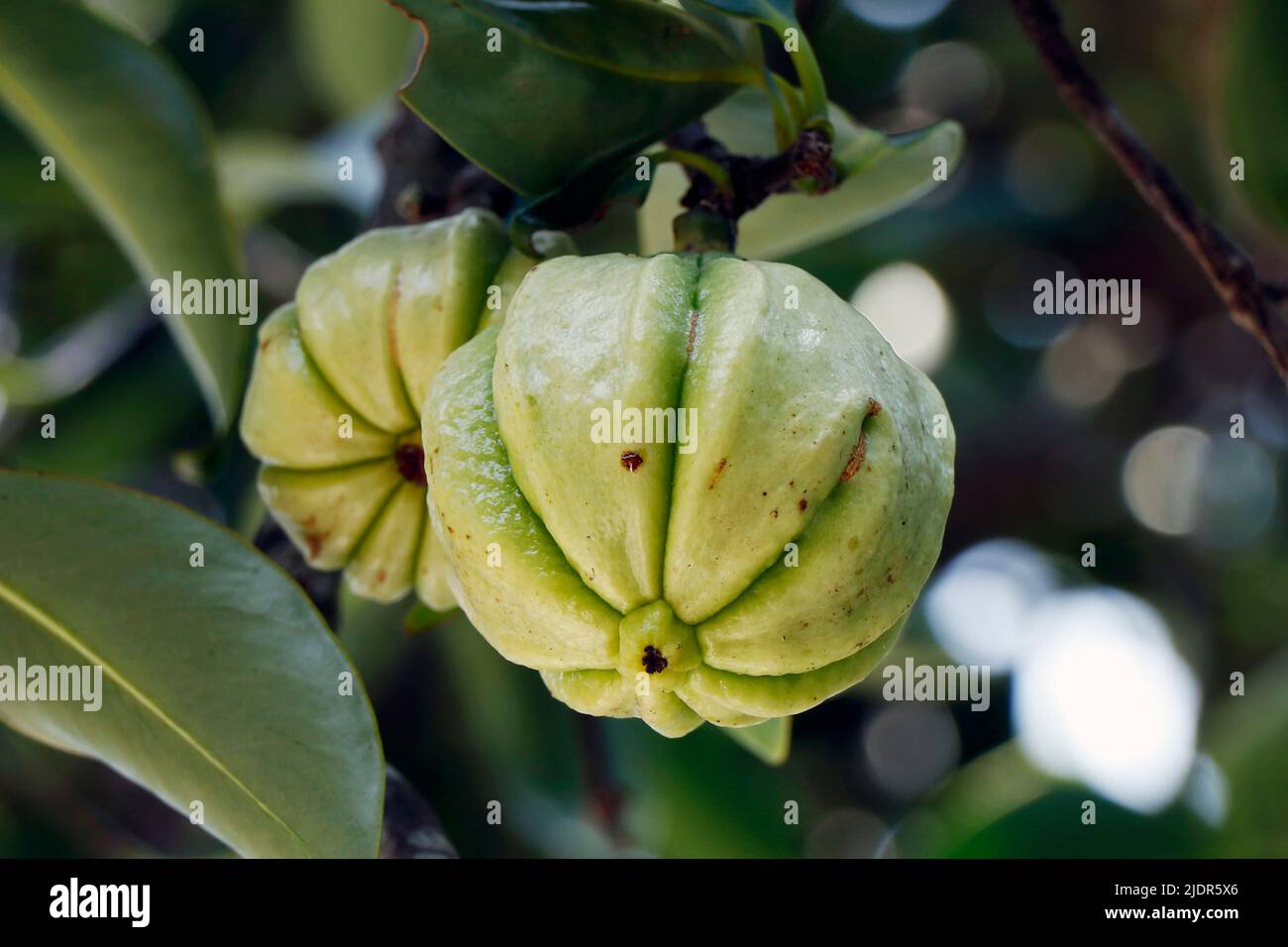 Garcinia gummi-gutta known as Garcinia cambogia as well as brindleberry,comenly use for foods and medicinal purpose Stock Photo