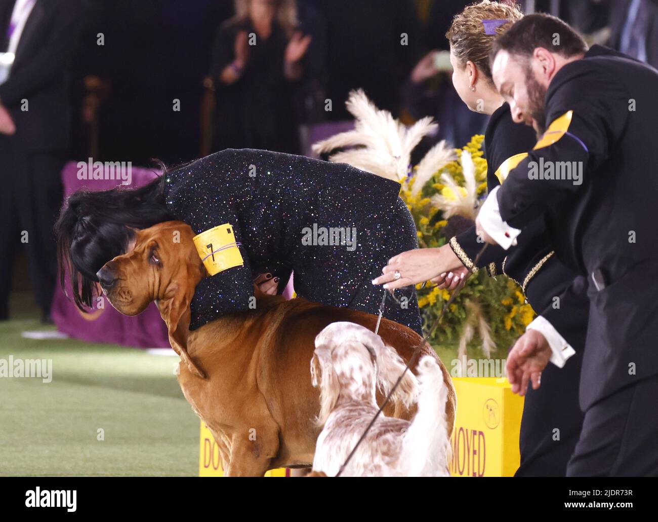 New York, United States. 23rd June, 2022. Trumpet the Bloodhound and handler Heather Helmer react after winning Best In Show at the 146th Annual Westminster Kennel Club Dog Show at the Lyndhurst Estate in Tarrytown, New York on Wednesday, June 22, 2022. Photo by John Angelillo/UPI Credit: UPI/Alamy Live News Stock Photo