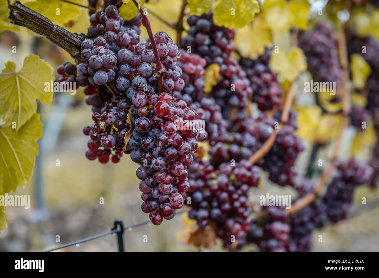 Red Wine grapes ready for harvest Region Moselle River Winningen Germany. Stock Photo
