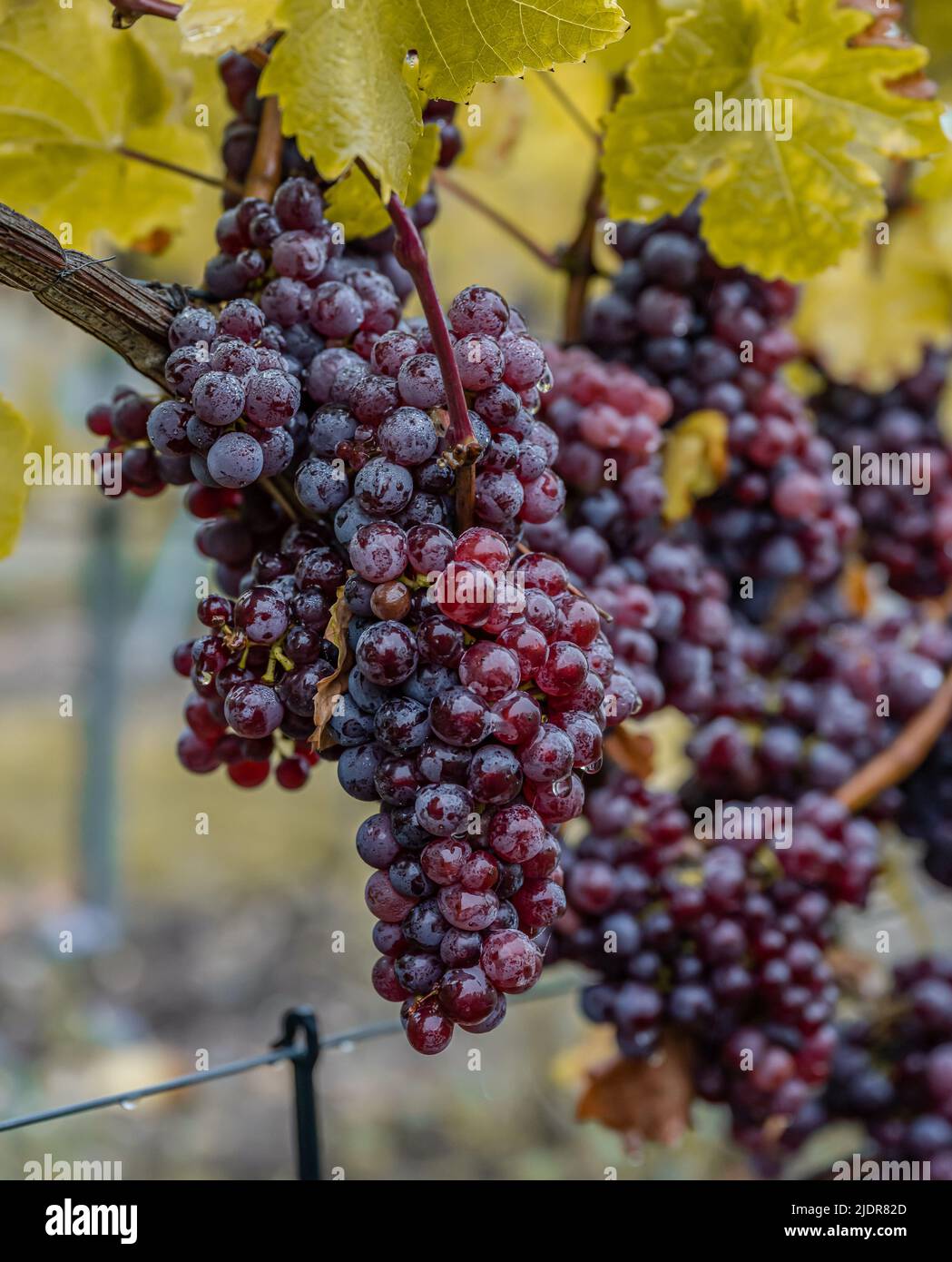Red Wine grapes ready for harvest Region Moselle River Winningen Germany. Stock Photo