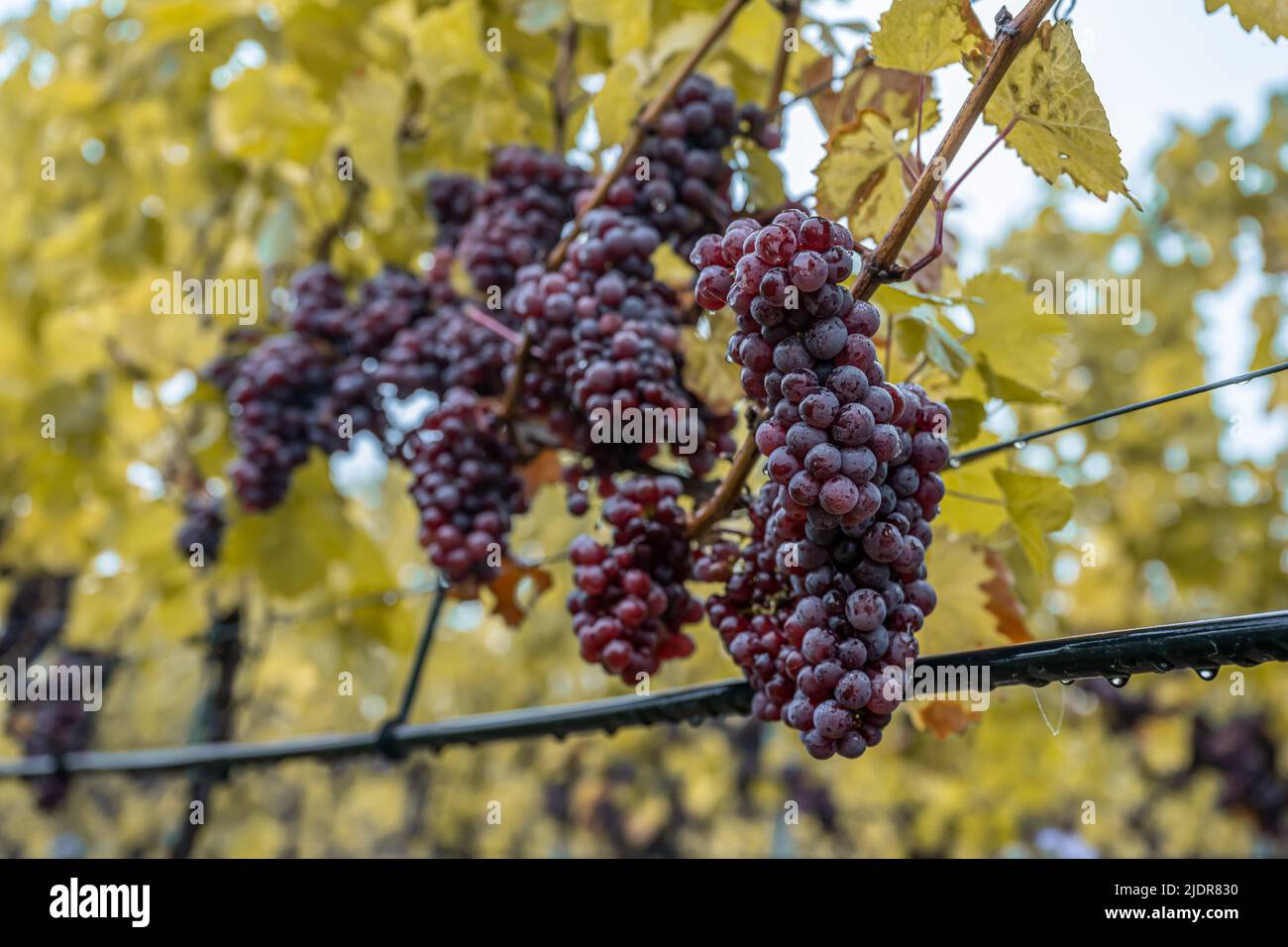 Red Wine grapes ready for harvest Region Moselle River Winningen