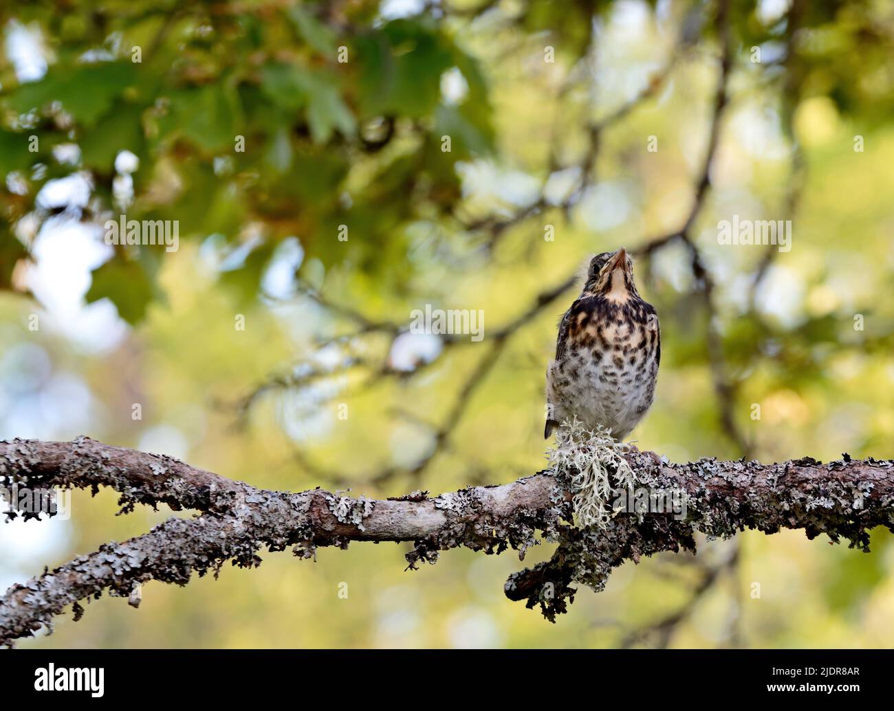 Cub on branch hi-res stock photography and images - Alamy