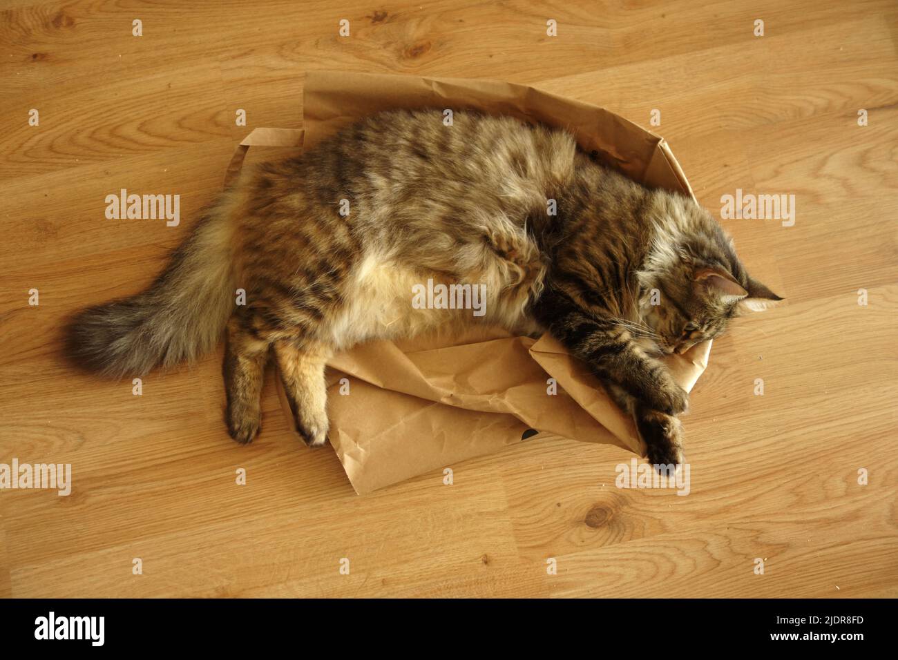 domestic cat lying on a paper bag Stock Photo