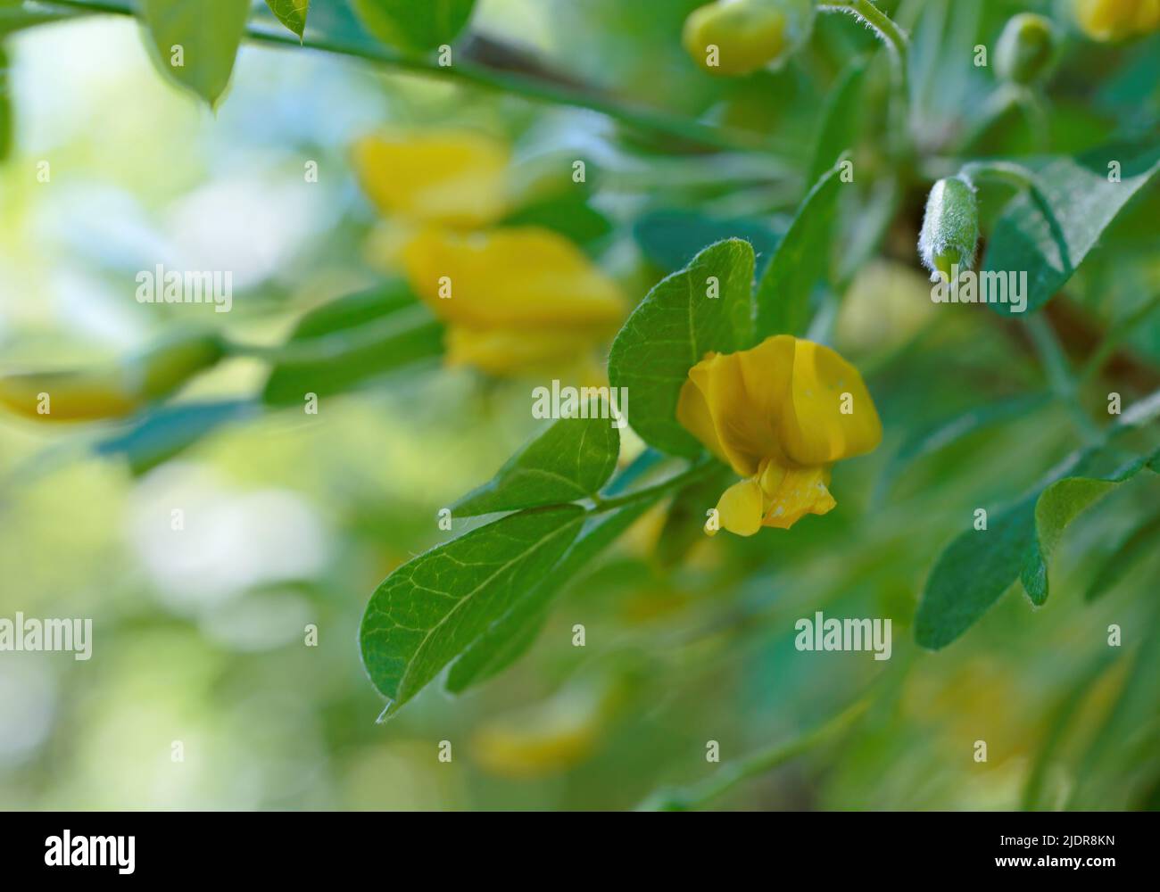 Siberian pea shrub flowering with yellow flowers Stock Photo