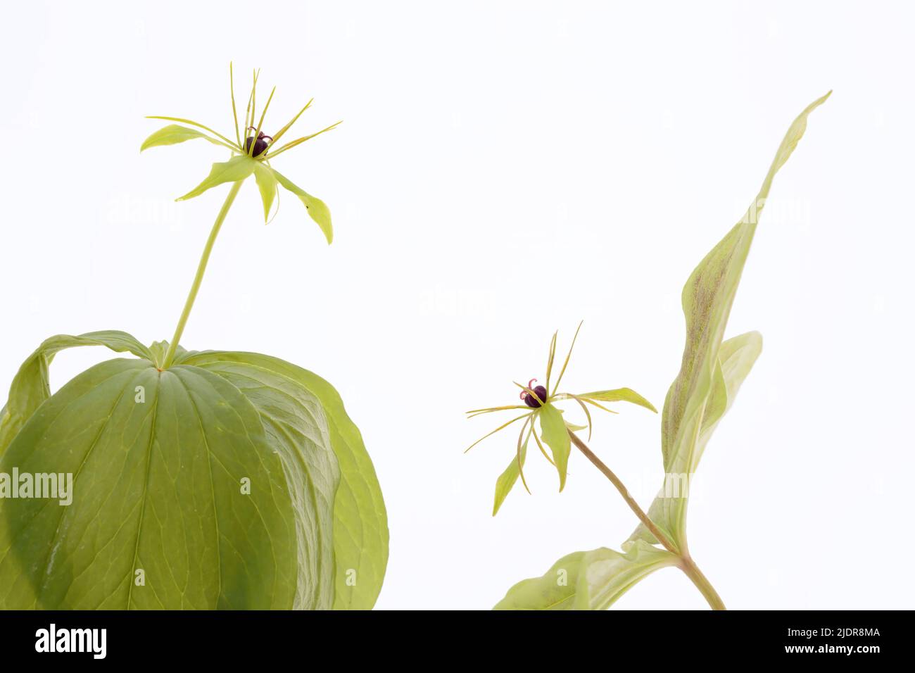 Poisonous herb paris plant in studio Stock Photo