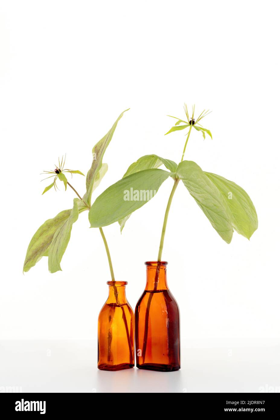 Two poisonous herb paris plants in old bottles Stock Photo