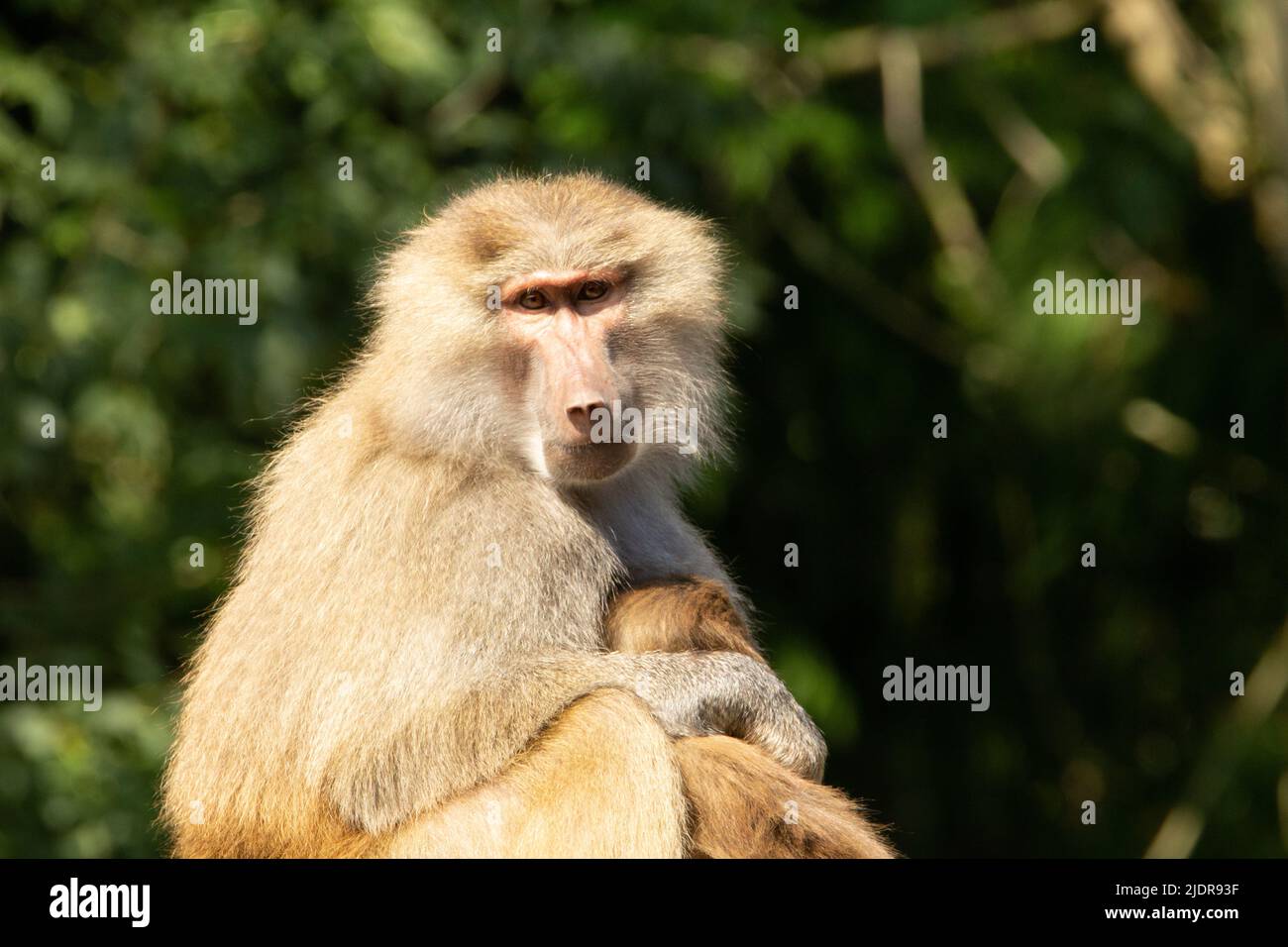 Hamadryas baboon (Papio hamadryas) a single adult female Hamadryas baboon with baby with a natural green background Stock Photo
