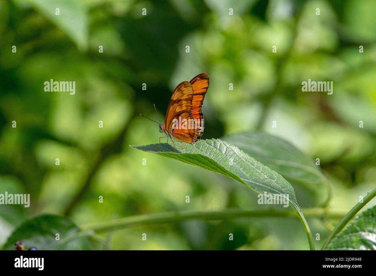 Julia heliconian butterfly (Dryas iulia) resting with half closed wings on a green leaf isolated with tropical leaves in the background Stock Photo