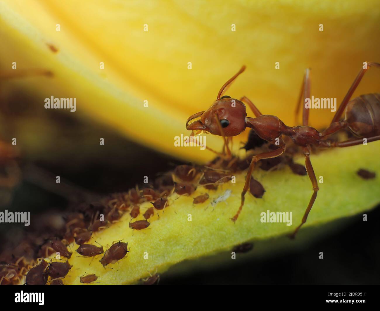 closeup of weaver ants farming the aphids colony and harvest Stock