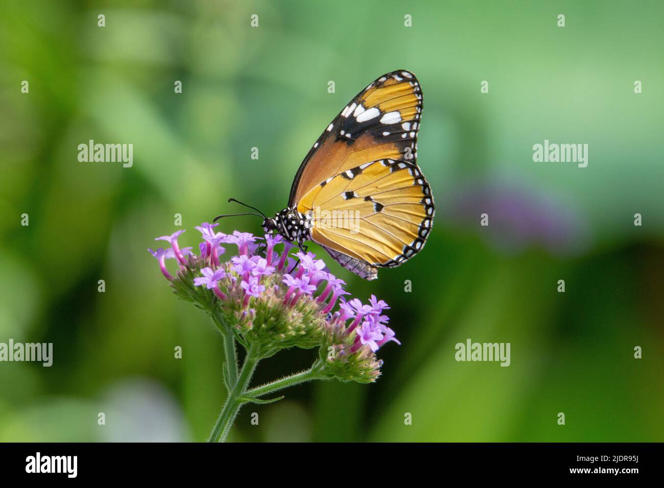 Plain Tiger butterfly (Danaus chrysippus chrysippus) with closed wings feeding from small purple flowers isolated tropical green in the background Stock Photo