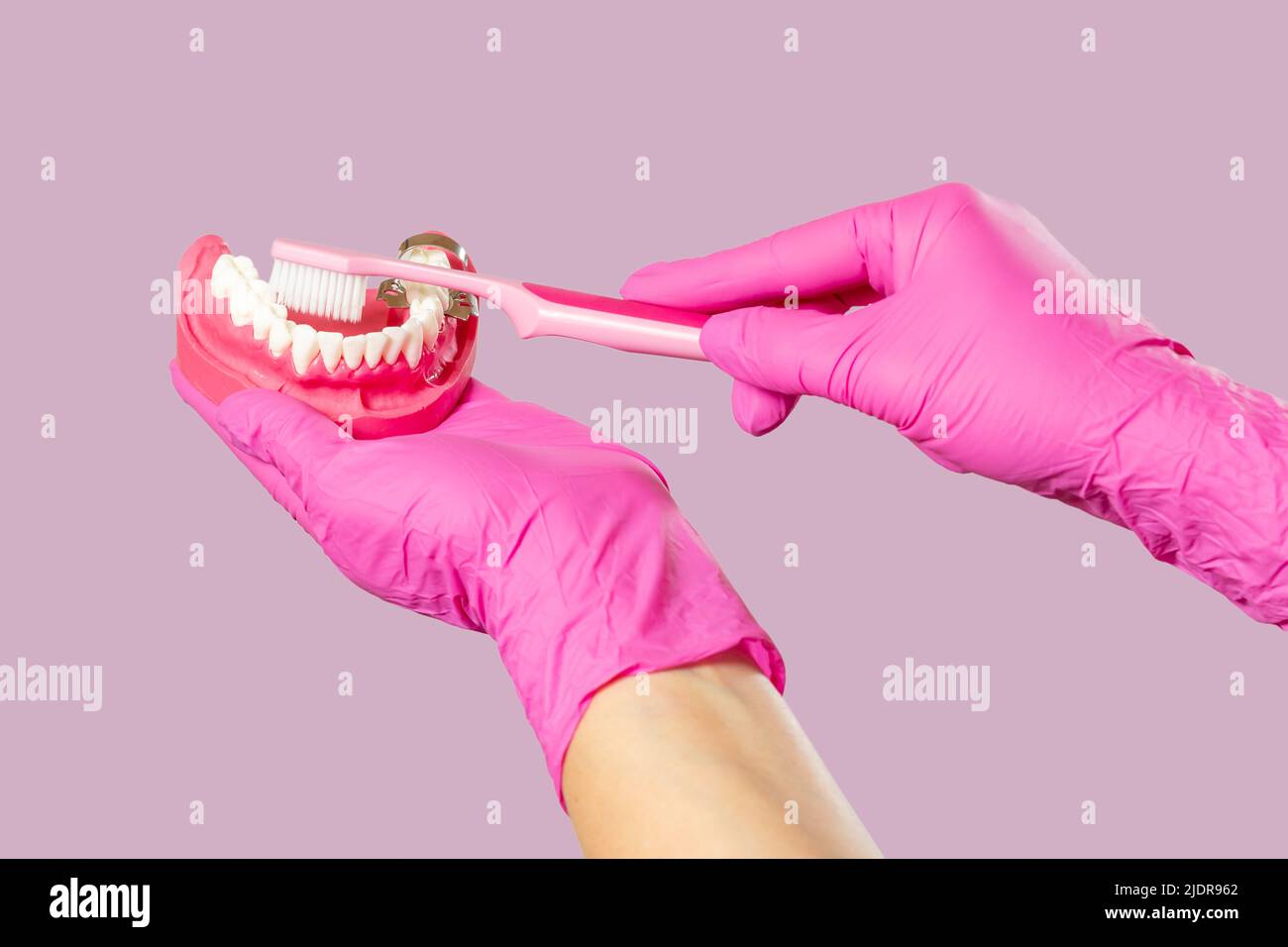 Dentist with toothbrush and layout of the human jaw Stock Photo - Alamy