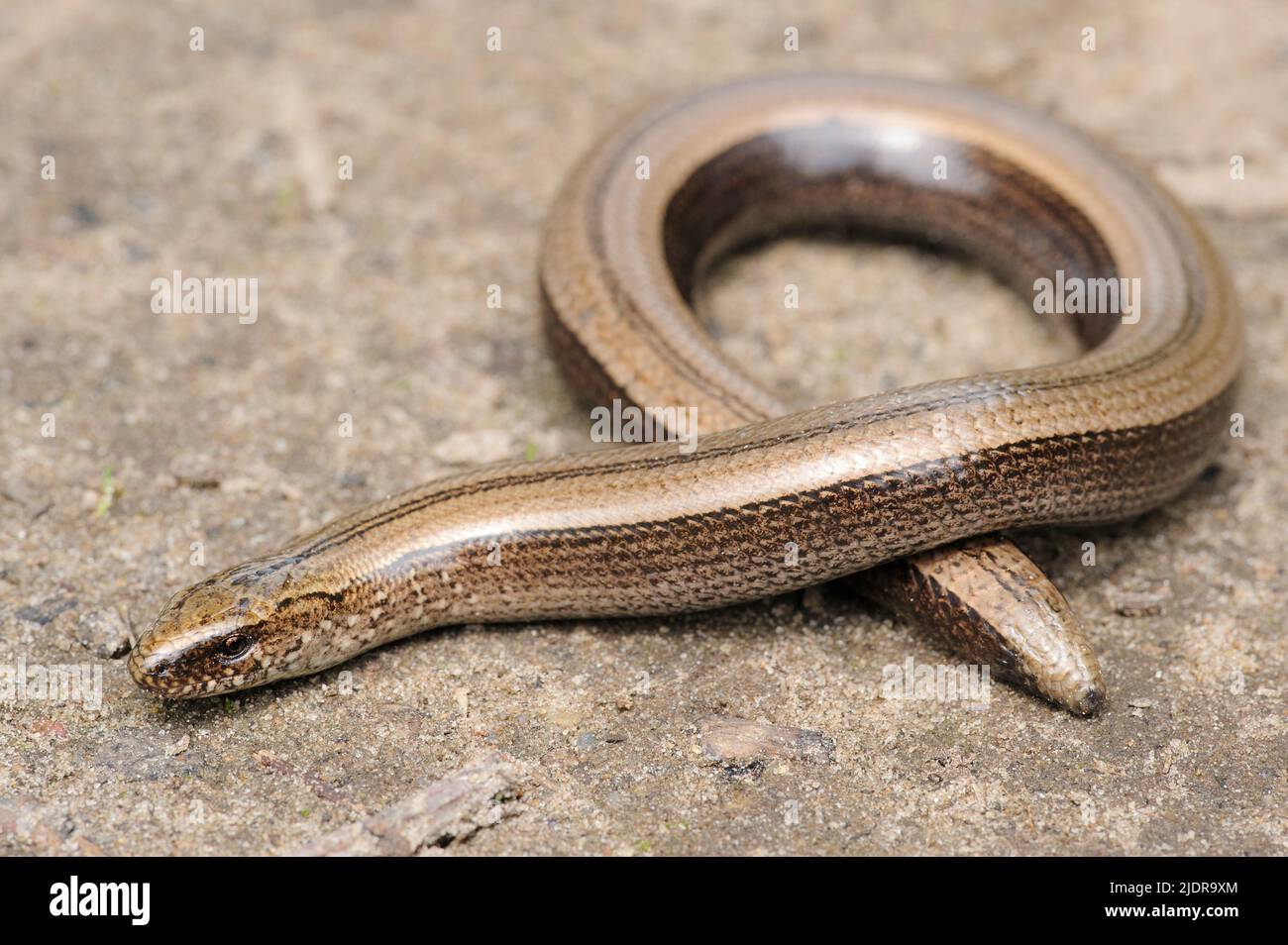 Rare animal, legless shiny harmless lizard slow worm on the ground Stock Photo