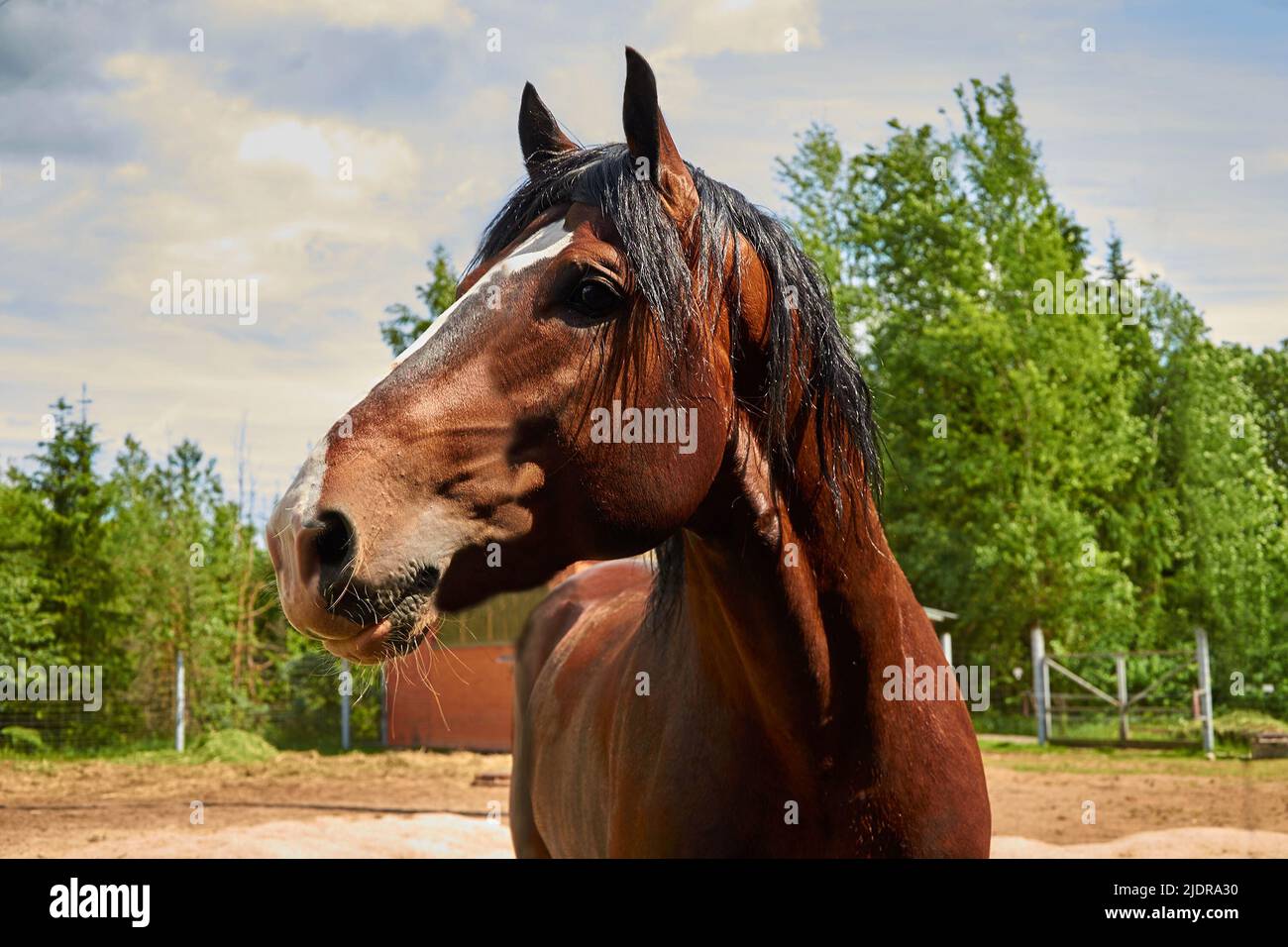Vladimir heavy horse. Closeup portrait in profile Stock Photo Alamy