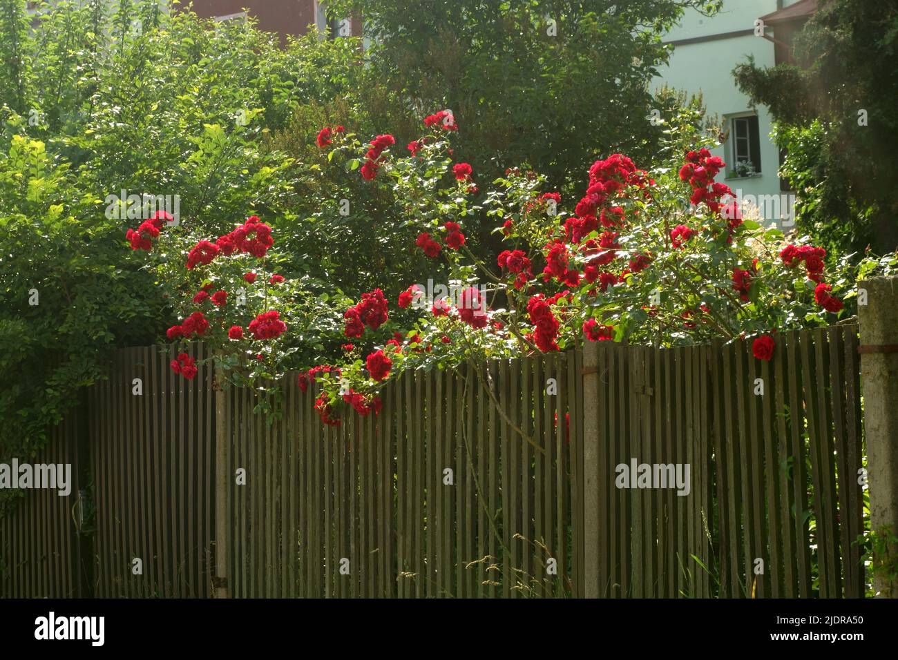 red roses in a garden behind a fence Stock Photo