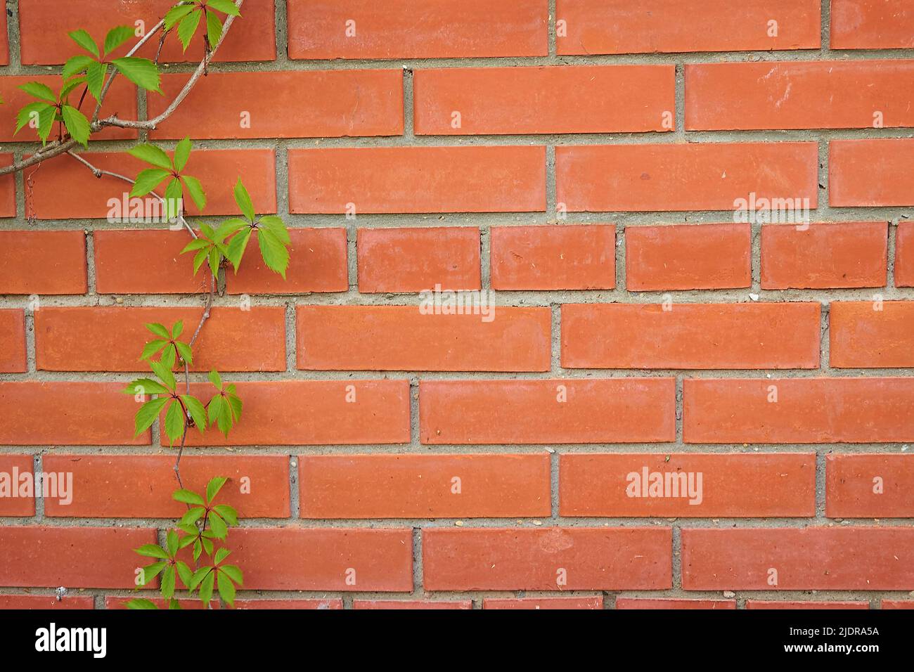 Parthenocissus quinquefolia. A orange brick wall with a branch of maiden grapes Stock Photo