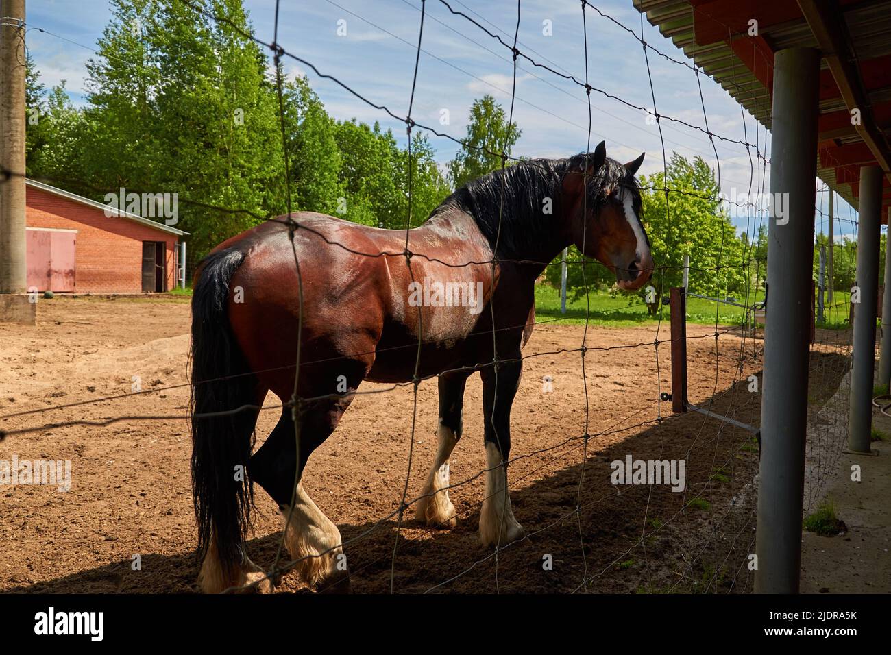 Vladimir heavy horse. Full-length portrait of a horse  Stock Photo