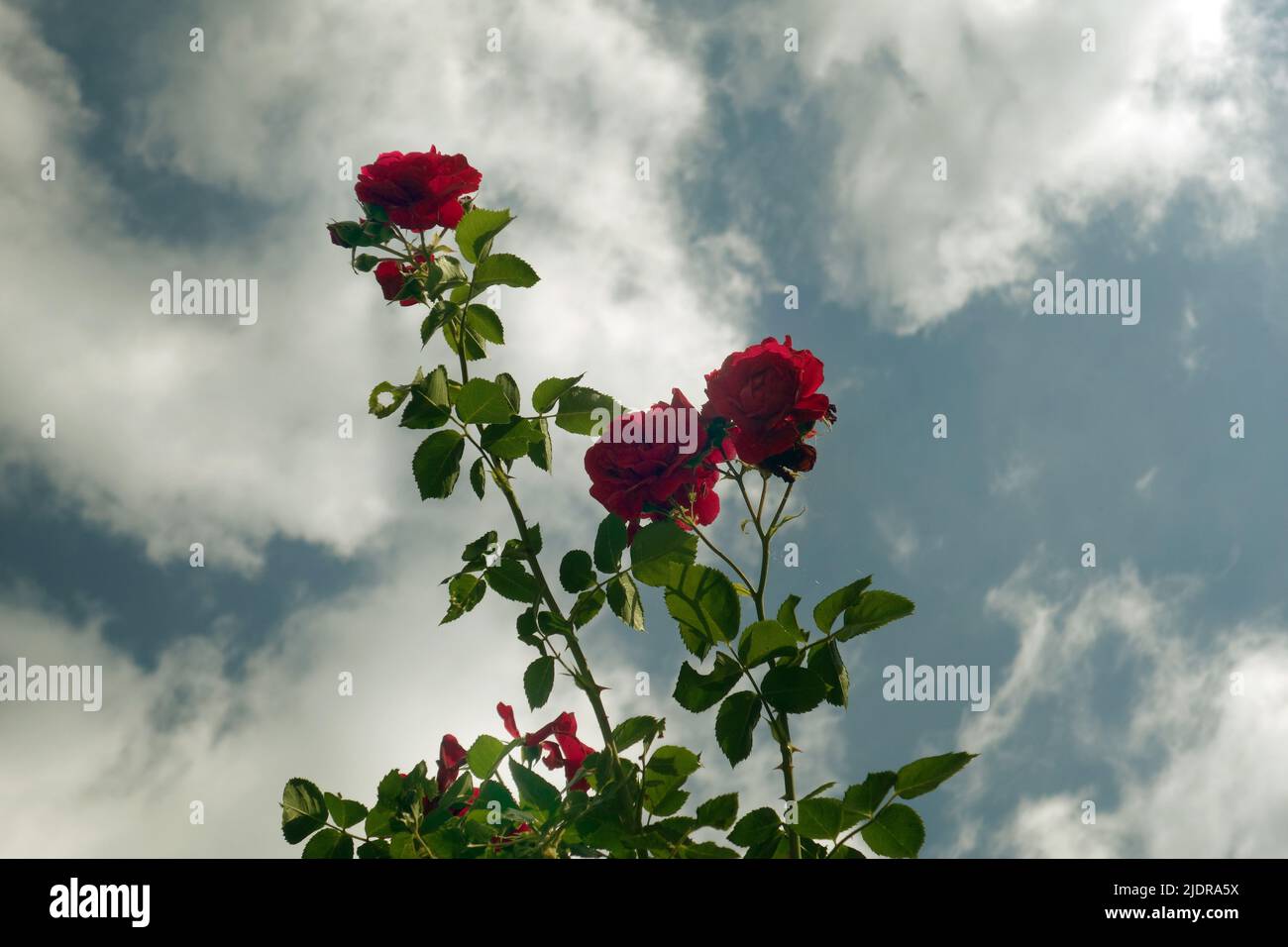 red roses against blue sky Stock Photo