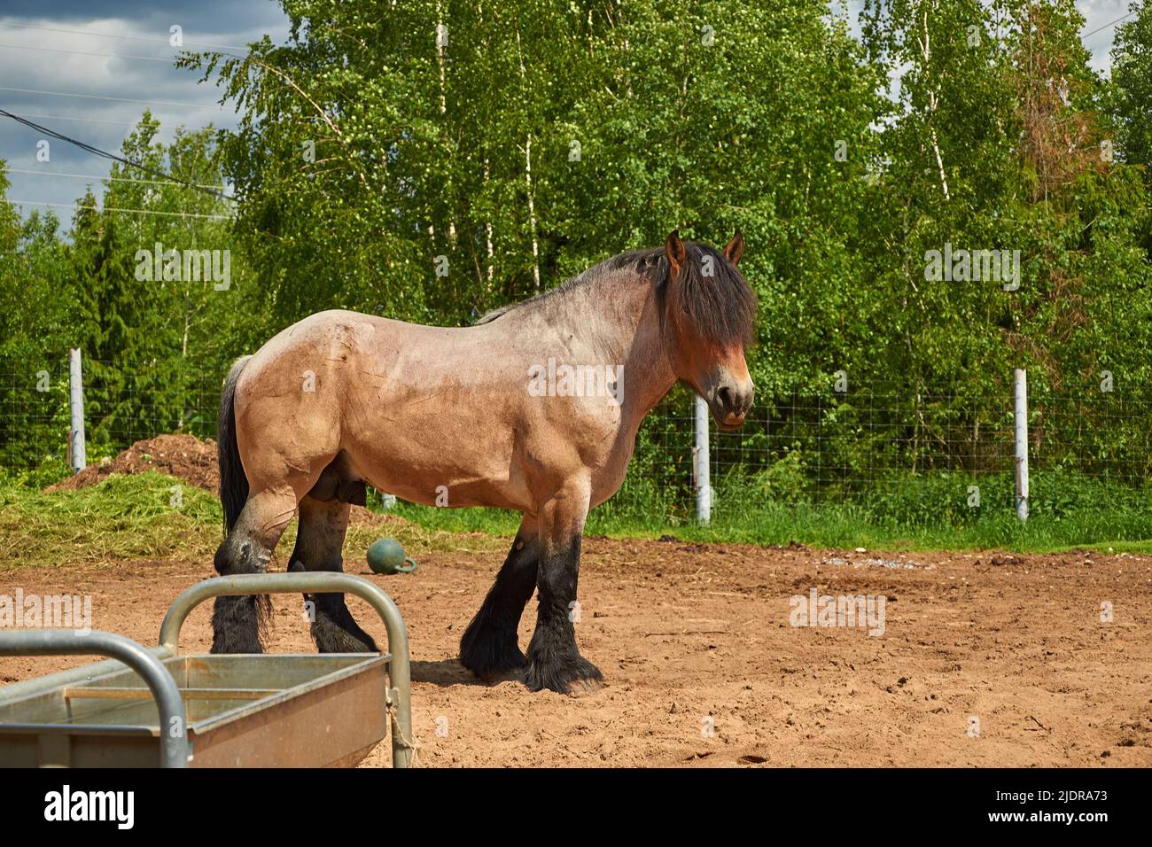 Brabanson, a Belgian heavy horse. Full-length portrait of a horse Stock Photo