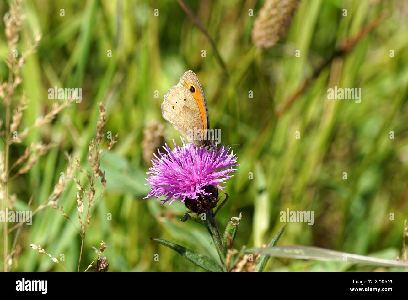 Meadow brown (Maniola jurtina)family Nymphalidae on red-purple flowers of brown knapweed (Centaurea jacea), family Asteraceae. Blurred tall grass i Stock Photo
