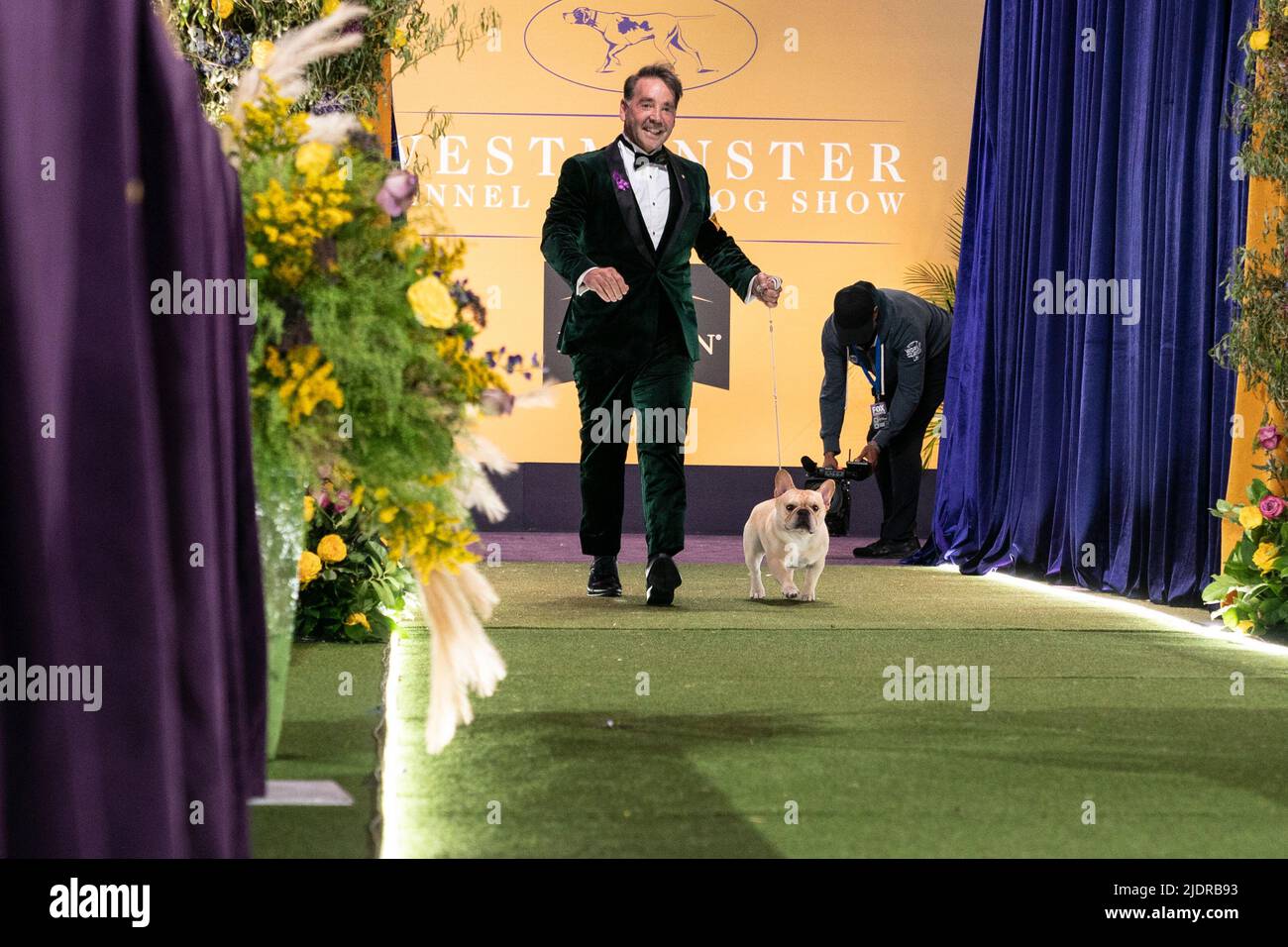 Tarrytown, NY - June 22, 2022: French bulldog eventual runner-up for Best in Show enters pitch for final competition at 146th annual Westminster Kennel Club show at Lyndhurst Mansion Stock Photo