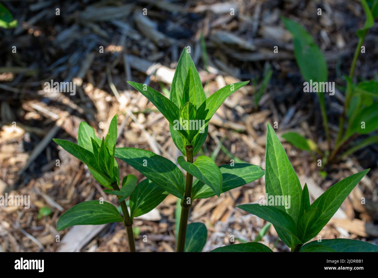 Close up view of a swamp milkweed plant (asclepias incarnata) emerging in a perennial garden Stock Photo