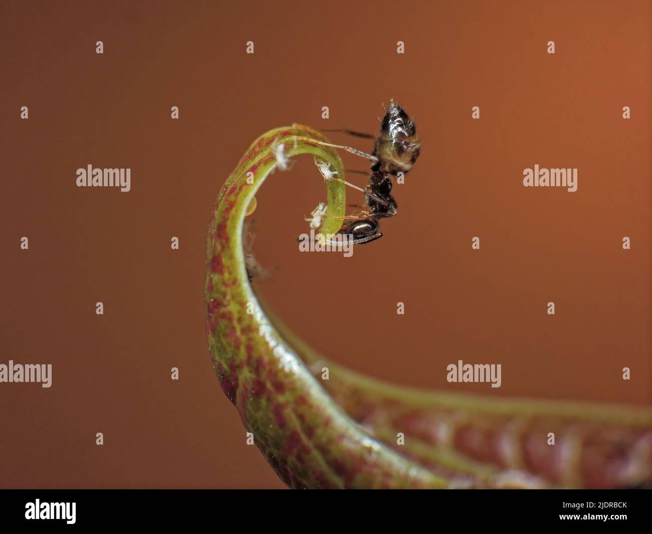 close-up of insects wildlife around the garden Stock Photo - Alamy