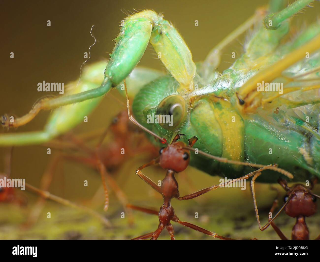 Ants eating hires stock photography and images Alamy