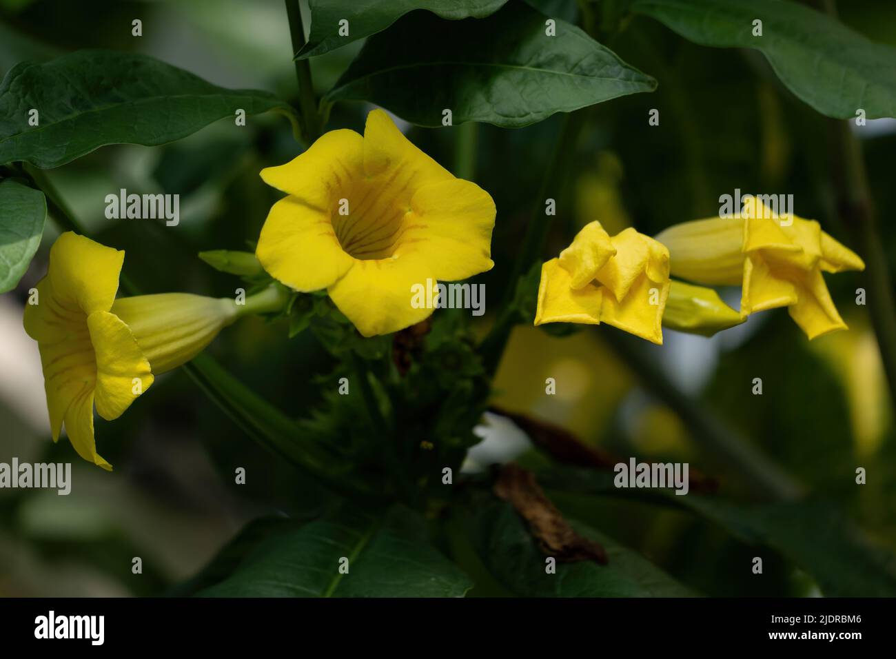 Yellow flowers of Allamanda schottii, bush allamanda, shrub of genus Allamanda in the family Apocynaceae, native to Brazil. Stock Photo