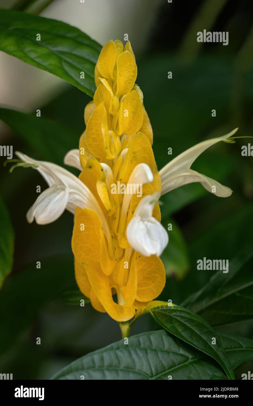 Flower of Pachystachys lutea, the golden shrimp plant or lollipop plant, tropical evergreen shrub in the family Acanthaceae, native to Peru. Stock Photo
